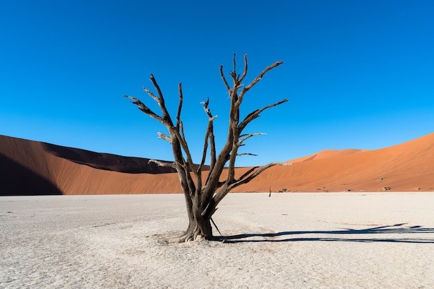 From Desert Heat to Coastal Chill: Experiencing Moon Valley, Sea Lions, and Flamingos in Swakopmund, Namibia
